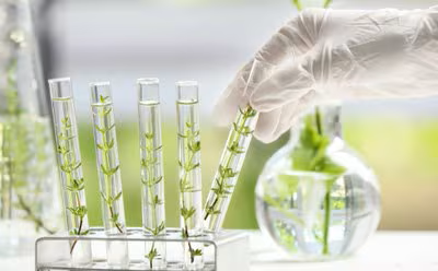 Plant Cell Culture Products