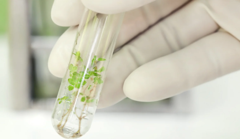 Plant Cell Culture Tubes