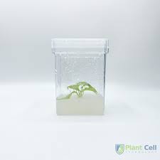 Plant Cell Culture Vessels