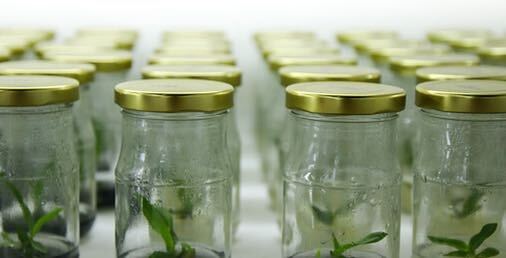 Plant Preservative Mixture