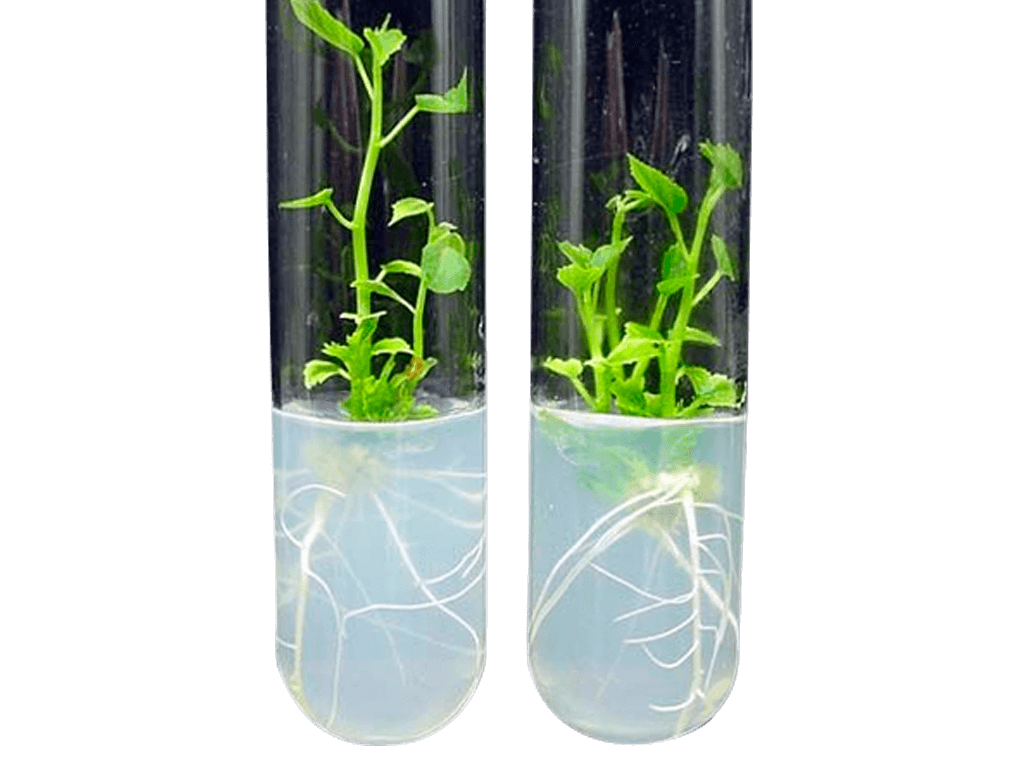 Plant Tissue Culture Tubes
