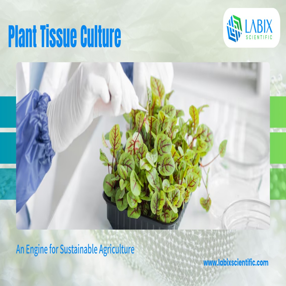 Tissue Culture: An Engine for Sustainable Agriculture